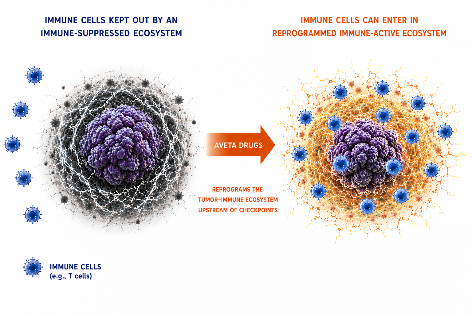 Aveta drugs reprogram an immune-suppressed tumor ecosystem so immune cells can enter